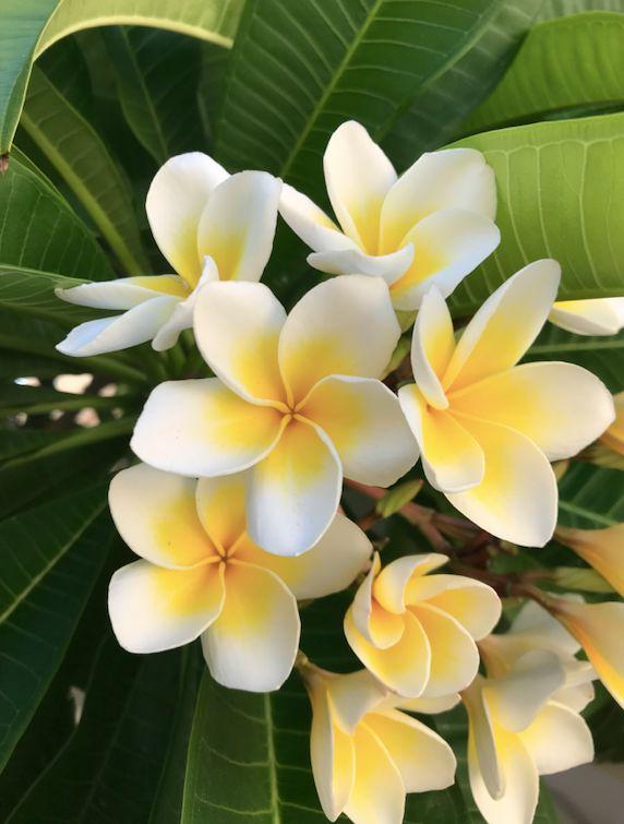 Gentle Whisper of Twilight Blooms